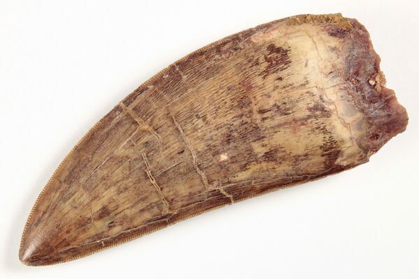 A very well preserved fossil tooth of Carcharodontosaurus